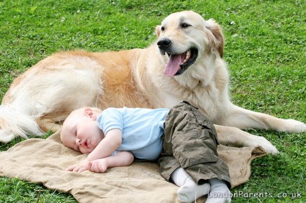Little Timmy and my brother's golden retriever