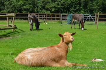 Hackney City Farm