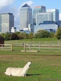 Mudchute Park and Farm