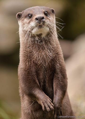 Battersea Park Children's Zoo