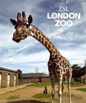 London Zoo